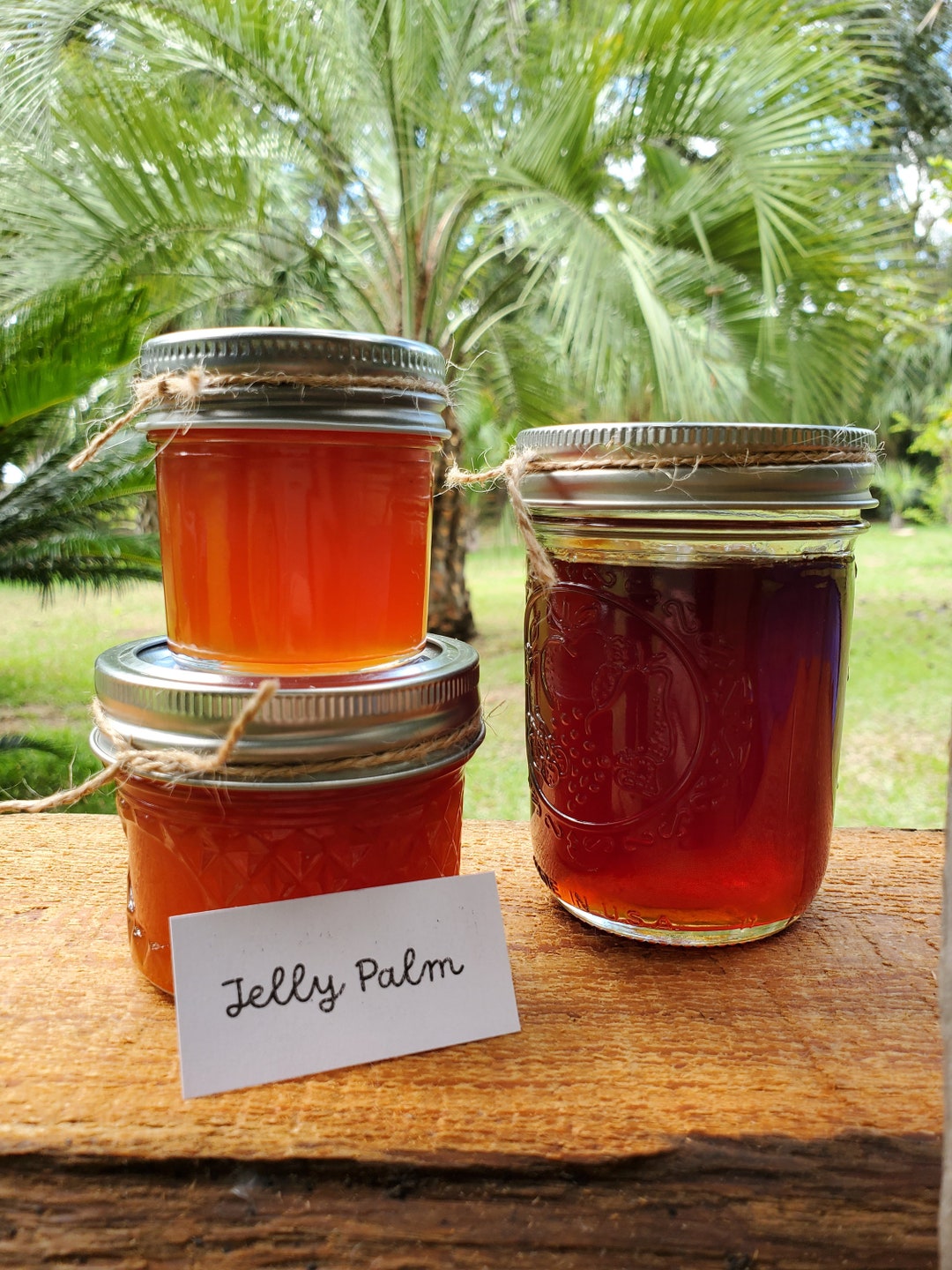 Jelly Palm pindo Jelly Etsy