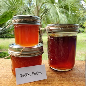 Jelly Palm (Pindo) Jelly