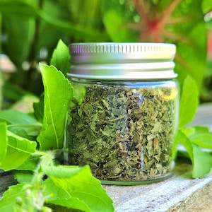 Holy Basil