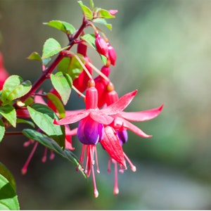 Esencia de flor fucsia