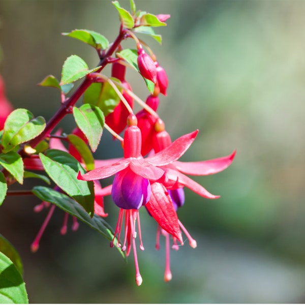 Fuchsia Flower Essence