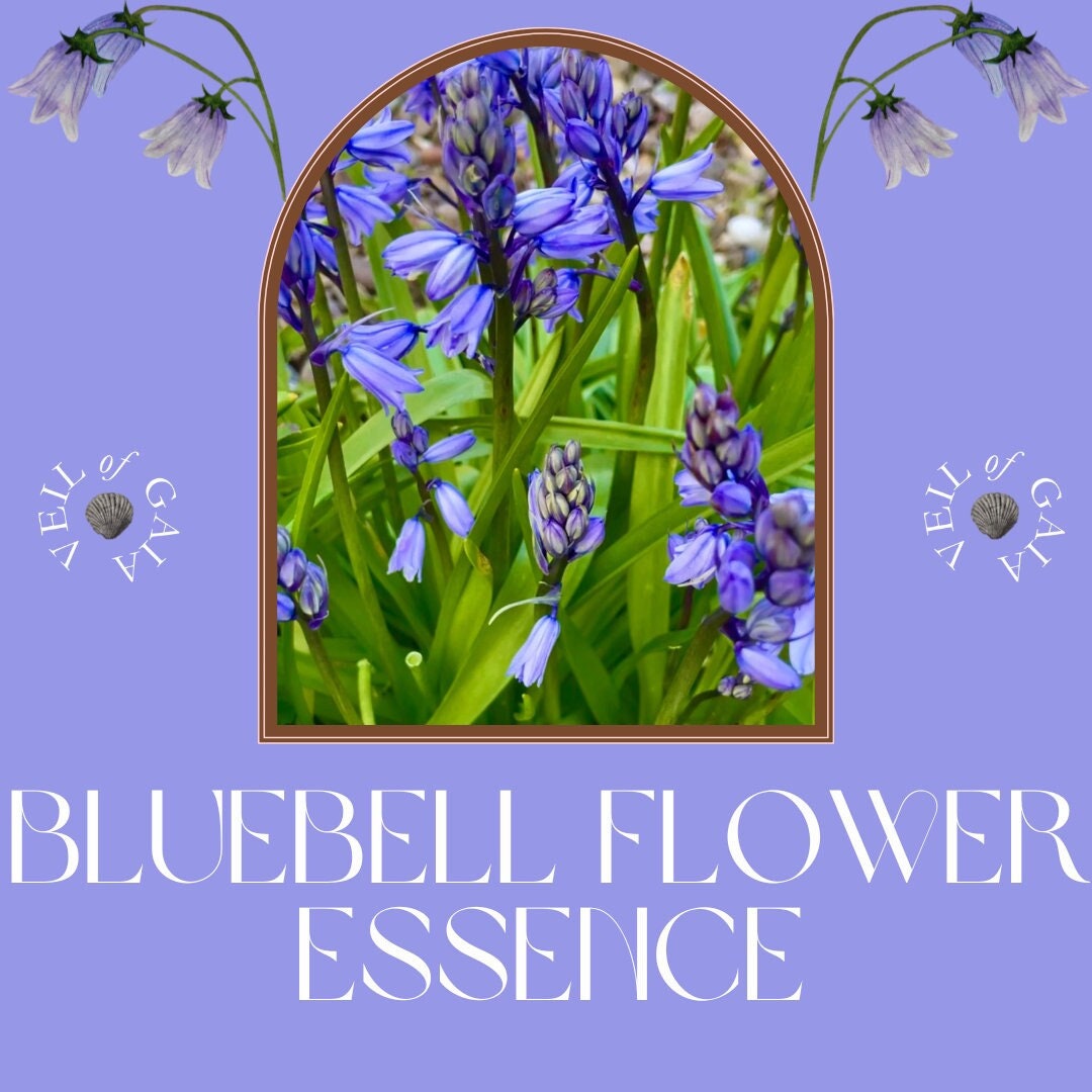 Bluebell Flower Essence Etsy