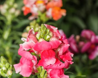 Snapdragon Flower Essence