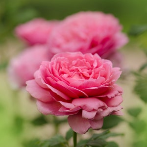 Rose Flower Essence