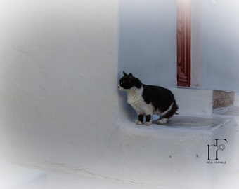 Greece Mykonos Cat Photography Travel Fine Art Print Wall Art Photograph Office Lobby Interior Design Vacation Souvenir Photo