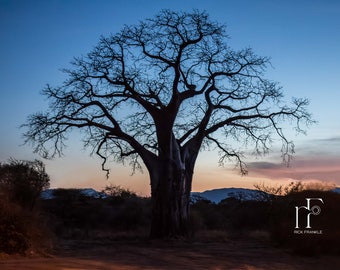 Tanzania Baobab Landscape Travel Fine Art Print Wall Art Photograph Office Lobby Interior Design Vacation Souvenir Photo Sunset Tarangire