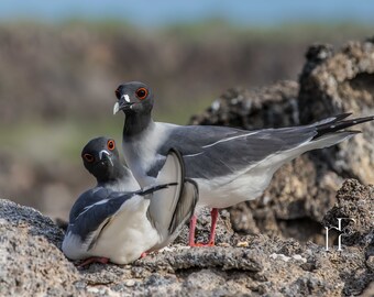 Galapagos Bird Photography Travel Fine Art Print Wall Art Photograph Office Lobby Interior Design Vacation Souvenir Photo Ecuador Darwin Bay