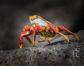 Galapagos Crab Photography Travel Fine Art Print Wall Art Photograph Office Lobby Interior Design Vacation Souvenir Ecuador Sally Lightfoot