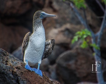 Galapagos Blue Footed Booby Photography Travel Fine Art Print Wall Art Photograph Office Lobby Interior Design Vacation Souvenir Ecuador