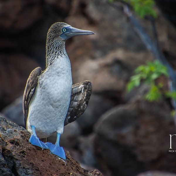 Galapagos Blue Footed Booby Photography Travel Fine Art Print Wall Art Photograph Office Lobby Interior Design Vacation Souvenir Ecuador