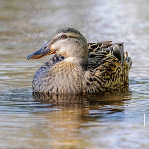 Female Mallard Duck Wall Art – Nature Bird Photography Print – Fine Art Wildlife Photo – Rustic Wall Art – Waterfowl Home Decor