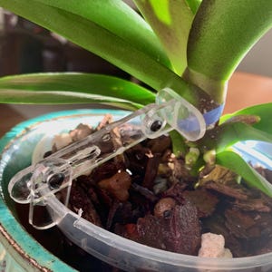 May include: A clear plastic orchid plant support clip is attached to the stem of an orchid plant. The clip is designed to hold the stem in place and prevent it from falling over.
