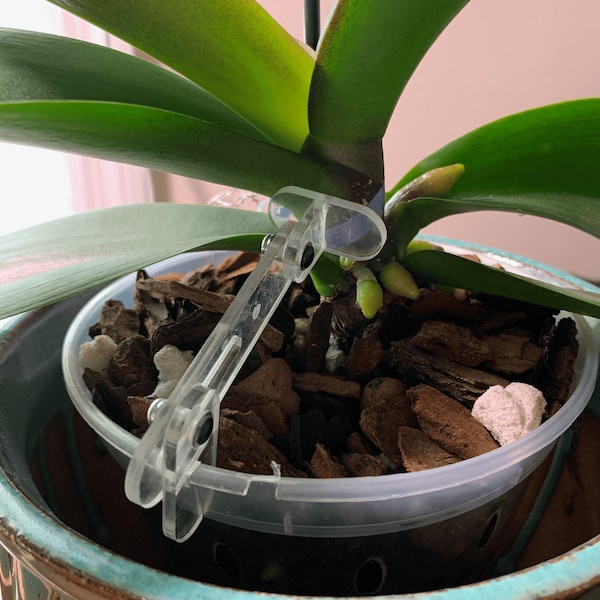 Phal Pal, Orchid Support, Plant Support, Adjustable Orchid Brace