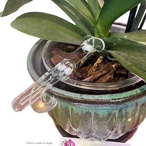 May include: A close-up of a potted orchid with green leaves and a clear plastic support system. The pot is a mottled teal and brown ceramic. The text "Phal Pal" is visible on a white label.