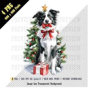 May include: Watercolor illustration of a Border Collie dog with a Christmas tree. The dog has a red bow and is holding red ornaments in its mouth. A red gift box sits in front of the dog. The image text says "4 PNG / 300 DPI HD QUALITY / WEB AND PRINT / INSTANT DOWNLOAD" and "Image has Transparent Background."