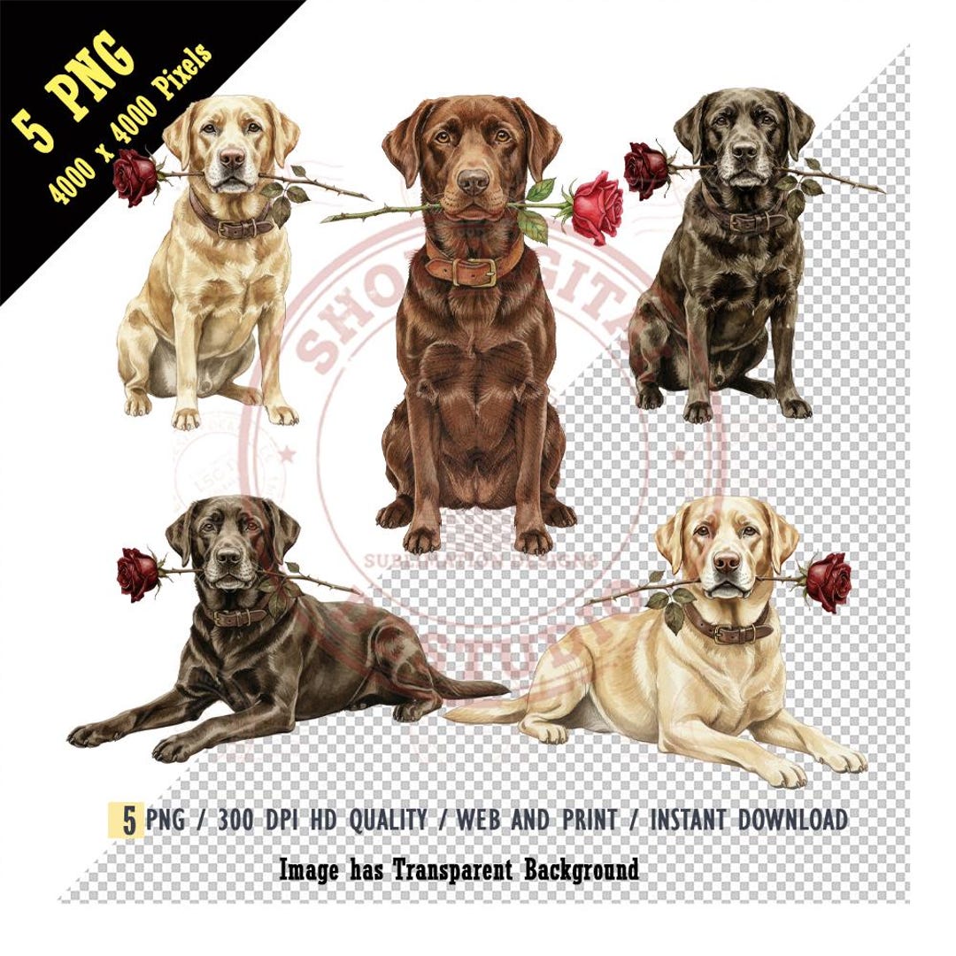 Vintage Chocolate Labrador Watercolor Clipart, Black Lab With Rose PNG ...