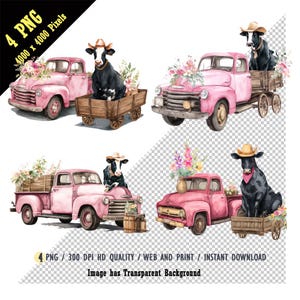 Fiori rosa di camion d'epoca a letto, mucca, mucca Black Angus che indossa un cappello da cowboy seduta su un carro di legno, acquerello, viaggio in autocarro agricolo, PNG