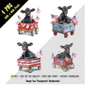 Baby Black Angus Kalbchen sitzt in kleinem Vaterländischen Wagen, dekoriert mit Mini USA Flaggen PNG, 4. Juli, Unabhängigkeitstag, Kuh, Sublimation