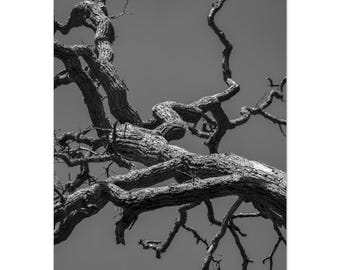 Pôster dramático em preto e branco de árvore - Fotografia da natureza