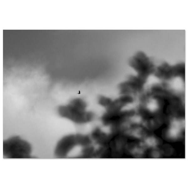 Kestrel in Flight Black and White Photography Art Print
