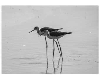 Black Winged Stilts Poster - Black and White Birds - Wildlife Photography