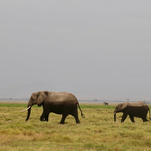 Wet Elephant Print
