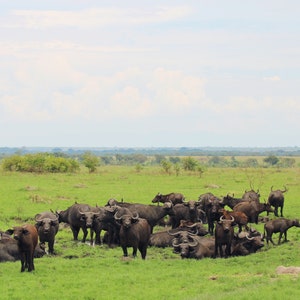 Water Buffalo Print