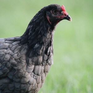 Chicken Print