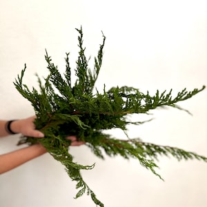 Real Juniper Branch Christmas Decor DIY Garland Fresh Garland Material Aromatic Preserved Juniper Winter Greenery 15 Juniper Branches Bulk
