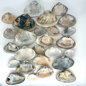 May include: A collection of various sized and shaped seashells in shades of gray, white, and brown. The shells are arranged in a random pattern on a white background.