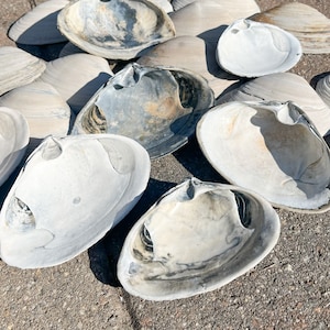 Large Clam Shells in You Choose 4.0-5.5” Sizes, Baker’s Dozen, Decoupage Shells, Craft Supplies, Beachy, Crafts, Trinket Dish, Seashells