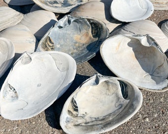 May include: A collection of various sized clam shells, some with a white exterior and a dark gray interior, others with a gray exterior and a white interior. The shells are arranged on a gray surface.