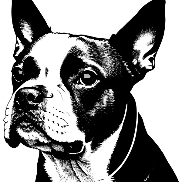 Boston Terrier Print - Etsy