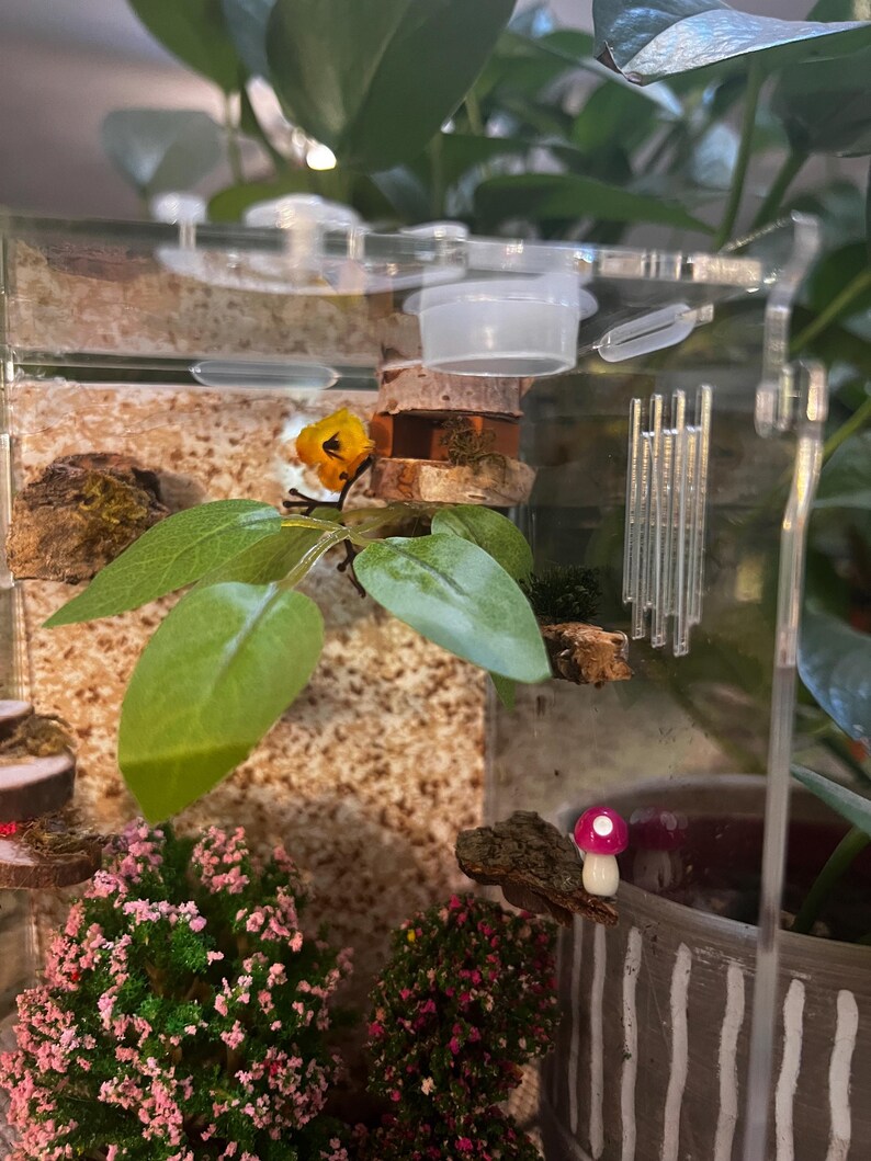 Pink Forest Jumping Spider Enclosure Etsy