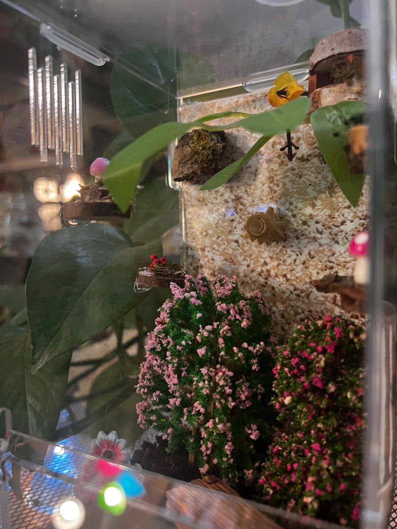 Pink Forest Jumping Spider Enclosure Etsy
