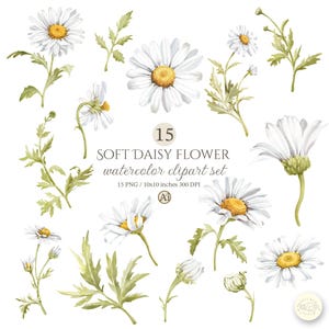 May include: Watercolor clipart set featuring 15 soft daisy flowers. The daisies have white petals and yellow centers, with green stems and leaves. The text reads "SOFT DAISY FLOWER watercolor clipart set" and "15 PNG / 10x10 inches 300 DPI".