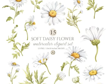 Watercolor Daisy Clipart Set, Floral PNG Graphics (Digital Download)