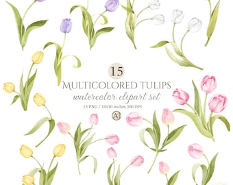Watercolor of Multicolored tulips Clipart Set, Floral PNG Graphics (Digital Download)