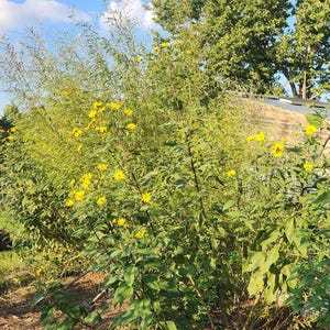 May include: A vibrant bush with bright yellow flowers and green leaves. The plant is in full bloom, with the flowers scattered throughout the foliage. The background includes a blue sky with clouds and a glimpse of a building.