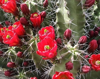 Echinocereus Triglochidiatus Giant