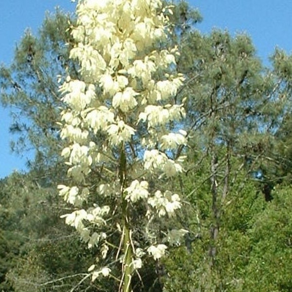 Hesperoyucca whipplei Seeds