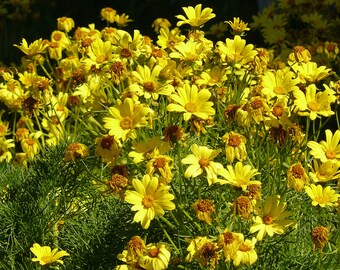 15 Giant Yellow Coreopsis Seeds-1055 - Etsy