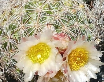 Pediocactus simpsonii live cactus