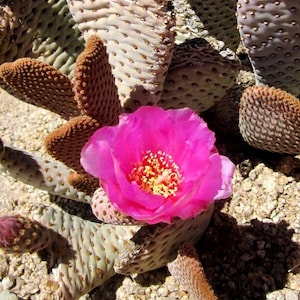 Opuntia basilaris Seeds