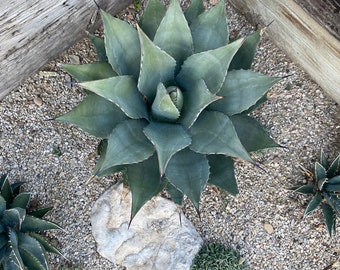 Agave parryi seeds