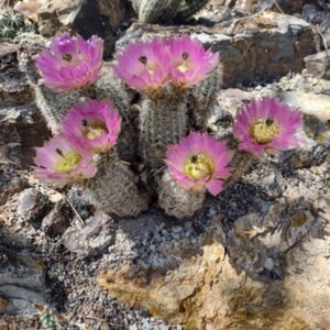 Echinocereus caespitosus live cactus plant
