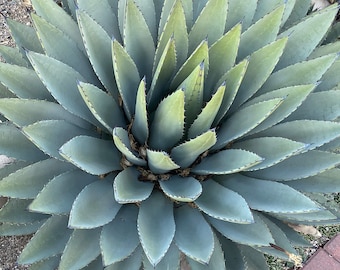 Agave Titanota 'snaggle Tooth' Variegated Rare (EXACT ONE Agave Titanota 'snaggle Tooth' Variegated Rare (EXACT ONE