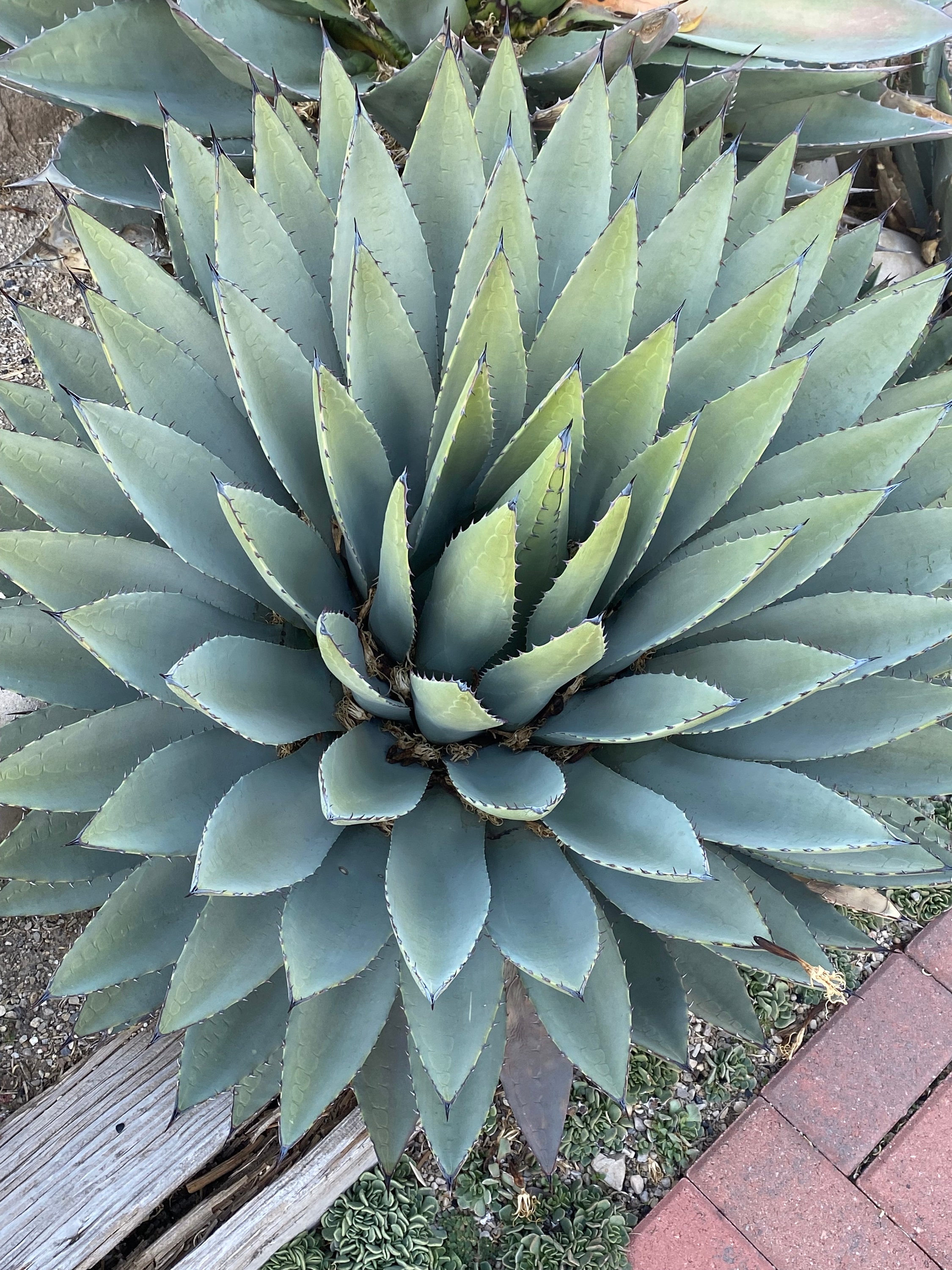 アガベ Agave parryi 'Border Guard' 97 Agave parryi 'Border Guard' 97 Agave Parryi for sale | eBay