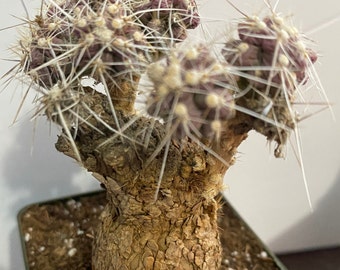 GRUSONIA Pulchella live cactus big tuber