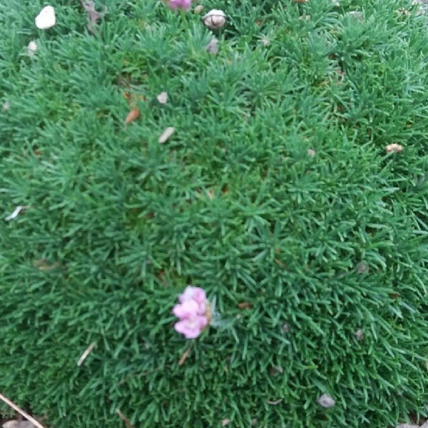 Armeria caespitosa